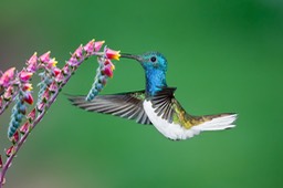 white necked jacobin