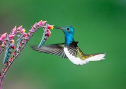 white necked jacobin