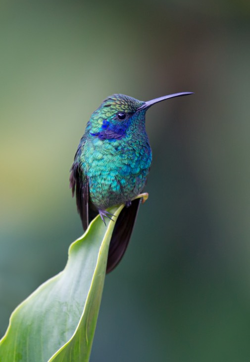 green violetear