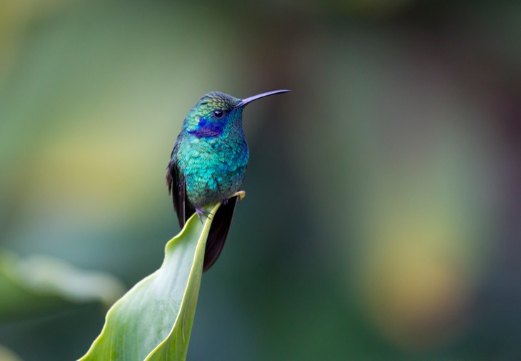 green violetear