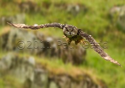 eagle owl