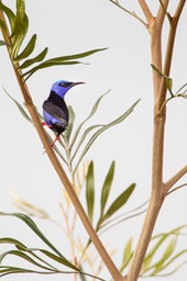 red legged honeyeater