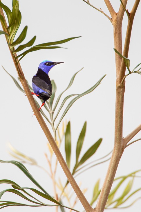 red legged honeyeater