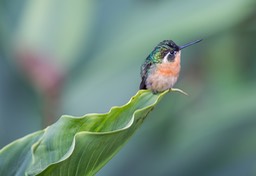 white throated mountain gem