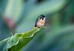 white throated mountain gem