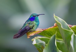 green violetear