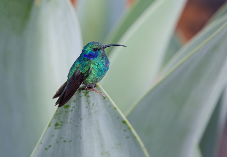 green violetear