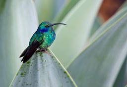 green violetear