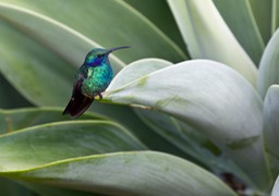 green violetear