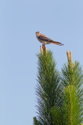 american kestrel