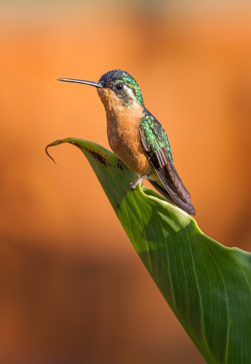 white throated mountain gem