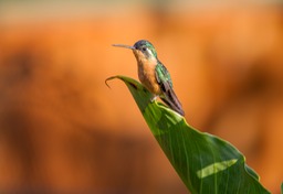 white throated mountain gem