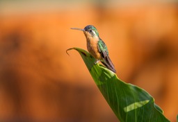 white throated mountain gem