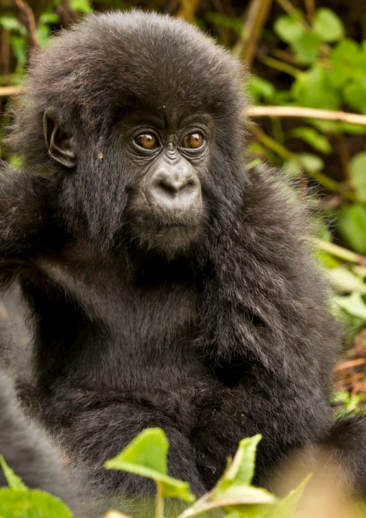 mountain gorilla