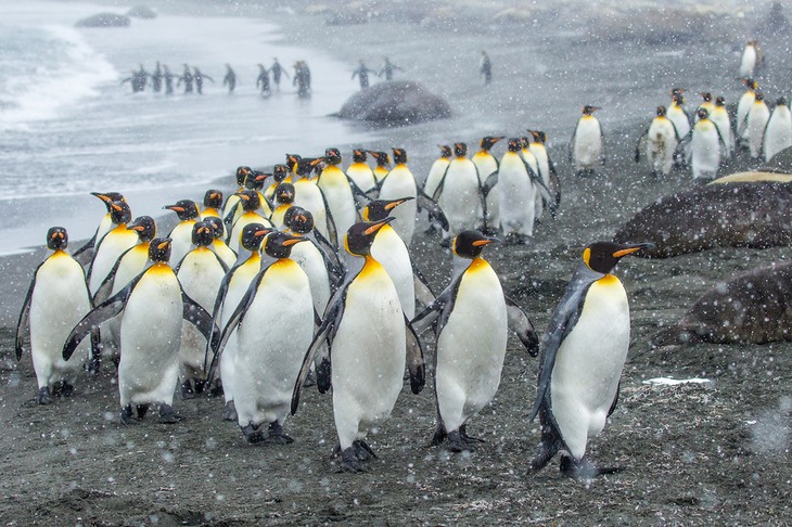 king penguin