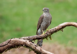 goshawk