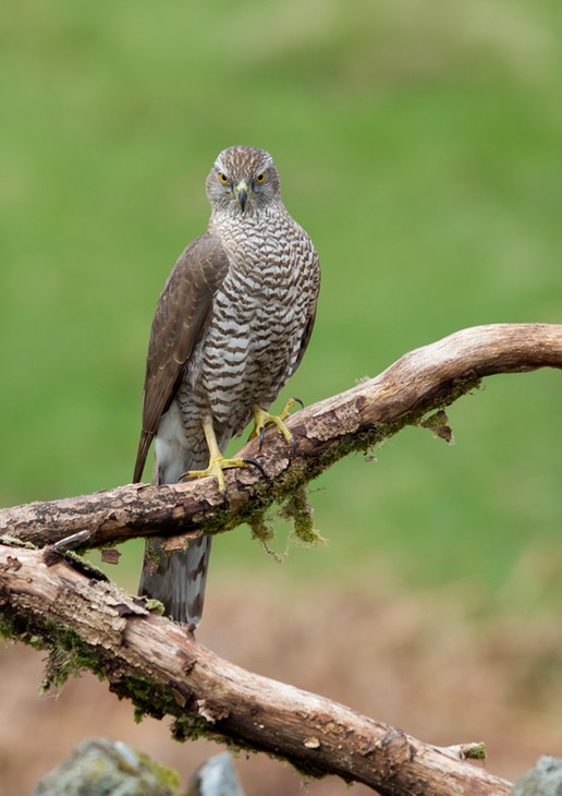 goshawk