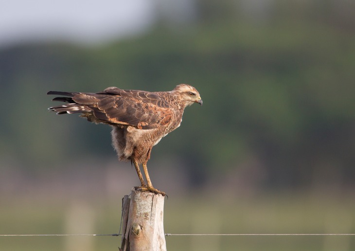 savannah hawk