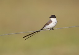 fork tailed flycatcher