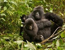 mountain gorilla