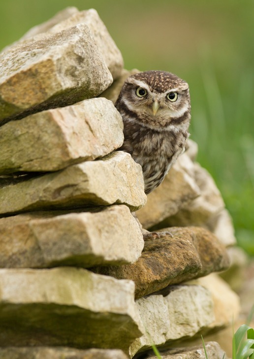 little owl