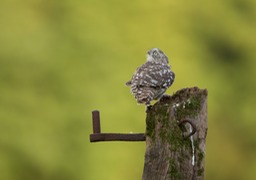 little owl