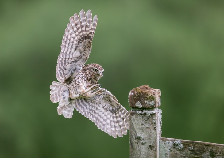 little owl