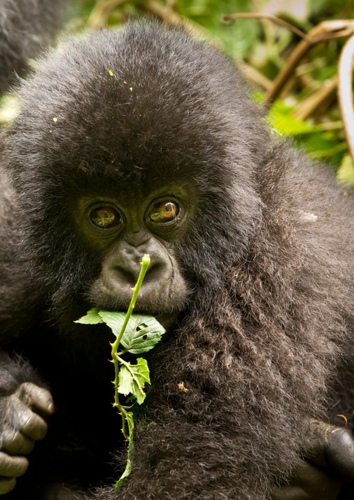 mountain gorilla