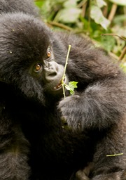 mountain gorilla