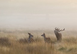 red deer