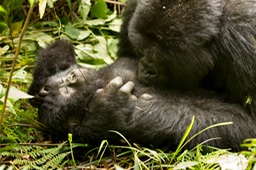 mountain gorilla