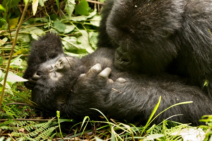 mountain gorilla