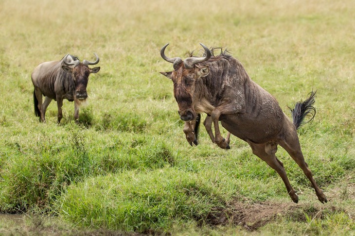 wildebeest