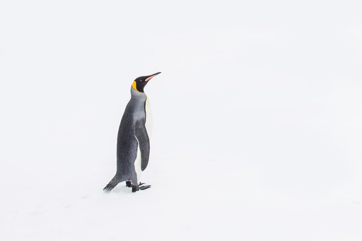 king penguin