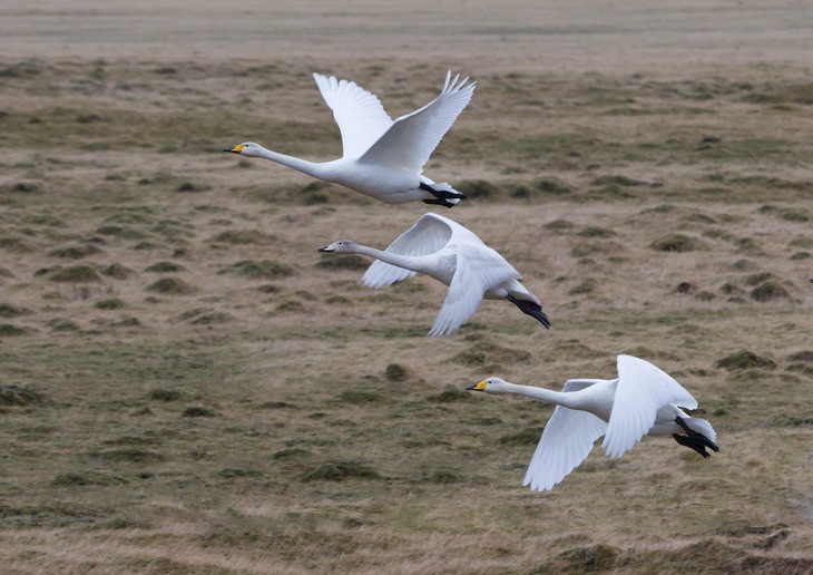 whooper swan