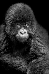 mountain gorilla