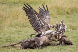 ruppell's vulture