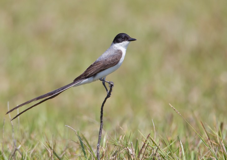 fork tailed flycatcher