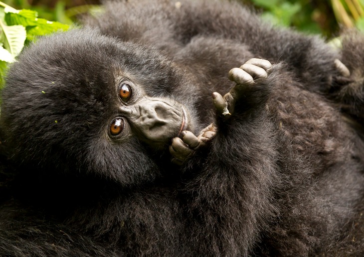 mountain gorilla