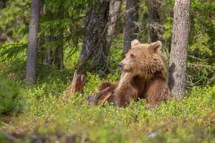 brown bear