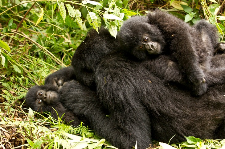 mountain gorilla