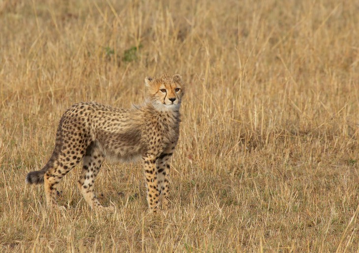 cheetah