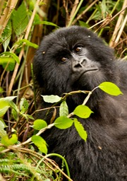 mountain gorilla