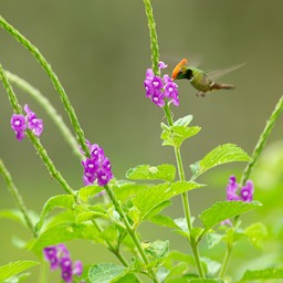 rufous crested coquette