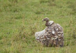 ruppell's vulture