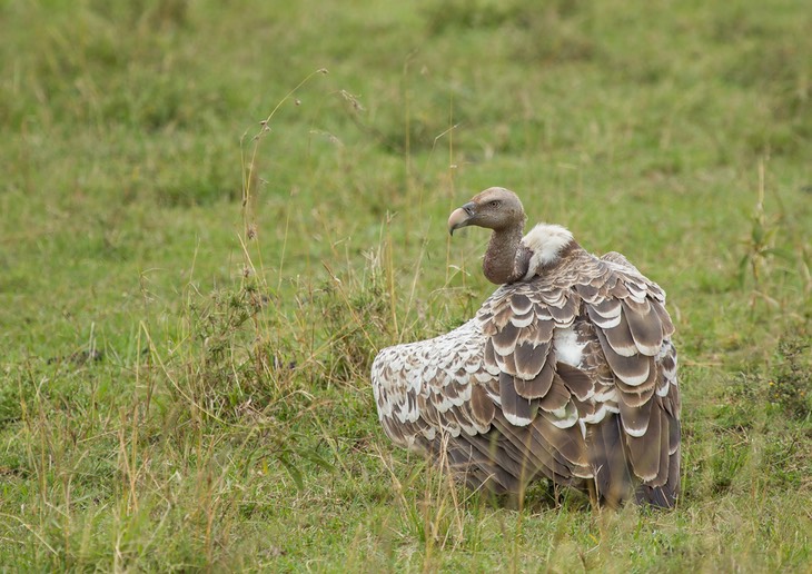 ruppell's vulture