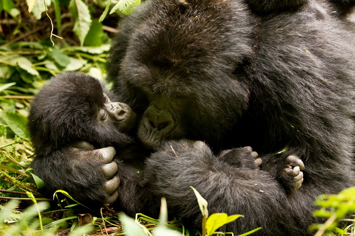 mountain gorilla