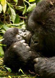 mountain gorilla