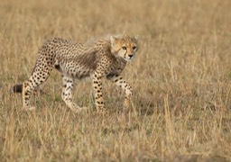 cheetah