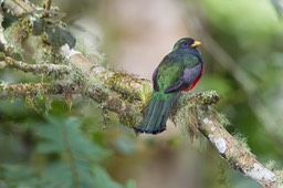 masked trogon